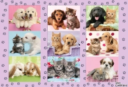 Schmidt puzzle Moji životinjski prijatelji 100 dijelova