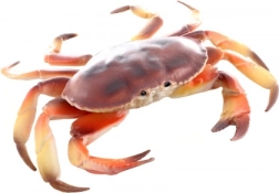 Plastični model raka 17 cm