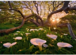 Puzzle 1000 dijelova Čarobna Šuma Kalie