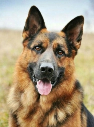 Dijamantno slikanje Njemački ovčar 30x40 cm