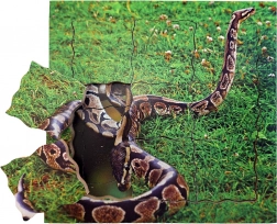 Just Jigsaws Zmija i njezin životni ciklus drvene slojevite puzzle