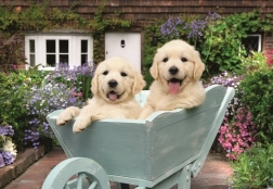 Ravensburger puzzle Zlatni retriveri 200 dijelova