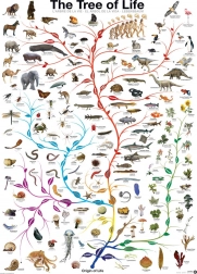 Puzzle EUROGRAPHICS Stablo života 1000 dijelova