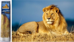 Dijamantno slikarstvo Lavlja veličanstvenost 30x40 cm