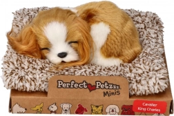 Spavajuće štene Cavalier King Charles Perfect Petzzz