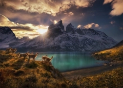 Puzzle Čile Lamy Guanako 1000 komada