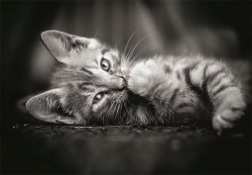 Slagalica crno-bijelo mače 1000 dijelova