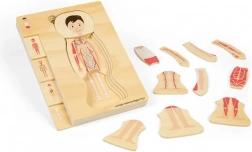 Drvene slojevite anatomske puzzle – dječak BIGJIGS TOYS