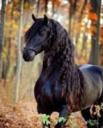 Dijamantna mozaika – crni konj