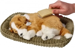 dišuće štene border kolija za udomljavanje