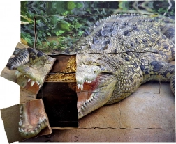 Drvene slojevite puzzle Krokodil - životni ciklus
