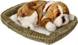 Dišuće psiće buldog