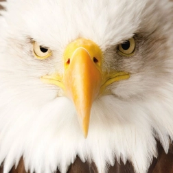 Kvadratne puzzle CURIOSI Q Animal Orao, 66 dijelova