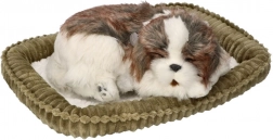 Udomi me – dišuće štene Shih Tzu