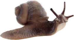 Plastic Realistic Snail – Decorative and Educational Model