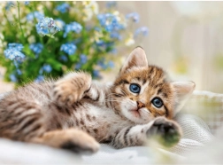 Puzzle RAVENSBURGER Mazno mačiće 500 dijelova