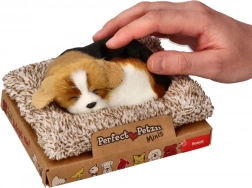 Lajavi bigl na jastučiću