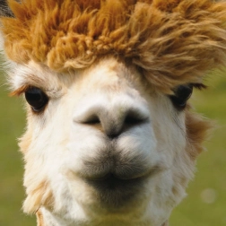 Kvadratne puzzle CURIOSI Q Animal Alpaka 66 dijelova