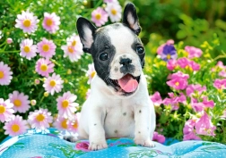 Puzzle 500 dijelova French Bulldog Puppy