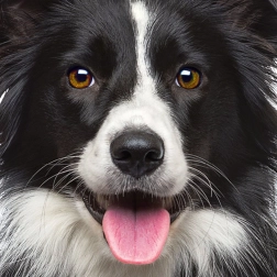 Kvadratne puzzle Q Animal: pas 66 dijelova