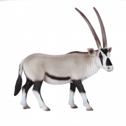 Mojo arapska antilopa oryx