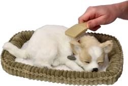 Hrkajuće štene Chihuahua