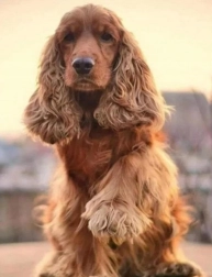 Dijamantno slikanje – pozdrav koker španijela 30 × 40 cm