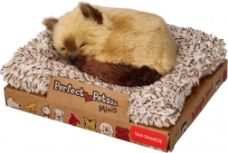 Perfect Petzzz malo sijamsko mačiće