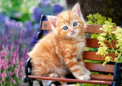 Slagalica 500 dijelova – Ginger Kitten