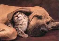 Puzzle Mazlenje 500 dijelova