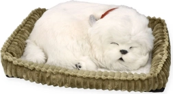 Udomi malteškog štenca PERFECT PETZZZ