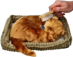 Adopcijski set mačić turska angora