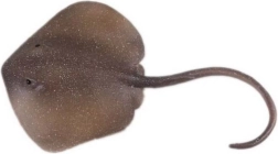 Figurica raža Istočna trnucha