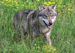 Ravensburger puzzle neustrašivi vuk 1000 dijelova