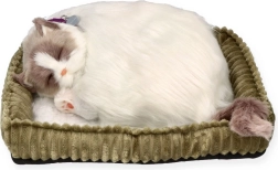 Dišuće mačiće Ragdoll Perfect Petzzz