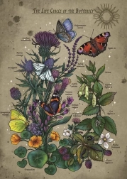 Slagalica Životni ciklus leptira 1000 dijelova