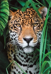 Puzzle 500 dijelova jaguar u džungli CLEMENTONI