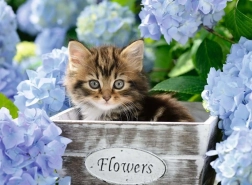 Puzzle RAVENSBURGER Malo mače XXL 300 dijelova