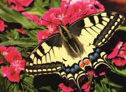 Ravensburger puzzle Prekrasni leptir 500 dijelova