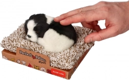 Spavajući border collie na ležaju