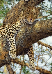 Puzzle Leopard 1000 komada