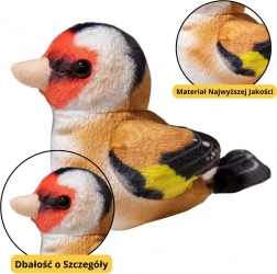 Mali Pteta Modra Sjenica