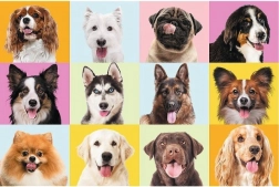 Slagalica 60 dijelova – preslatki štenci TREFL