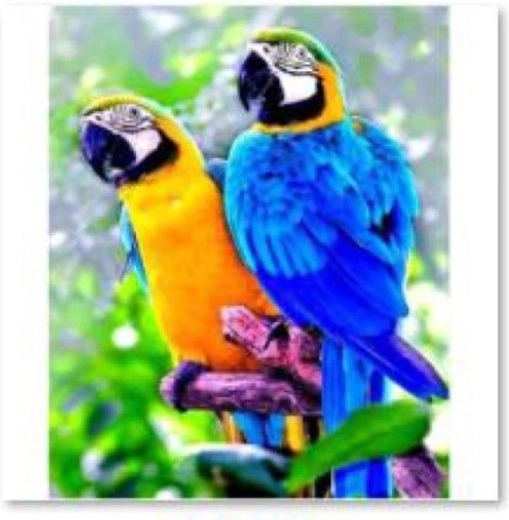 Diamond embroidery (diamond painting) two parrots 30 × 40 cm - 1 piece