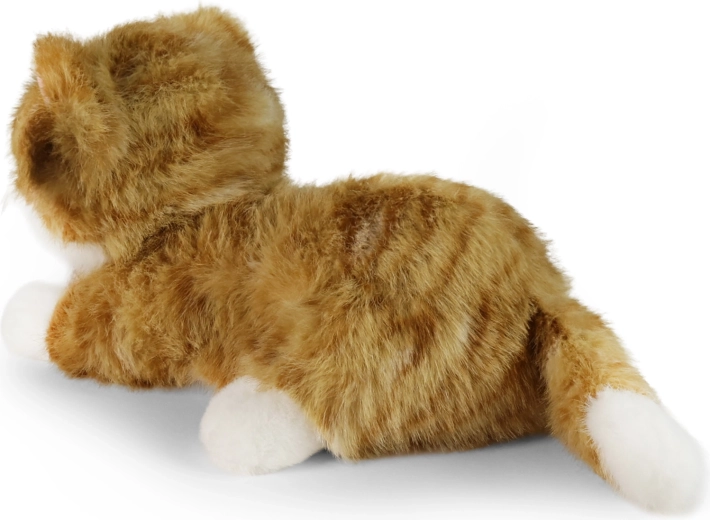 Realistic cat appearance