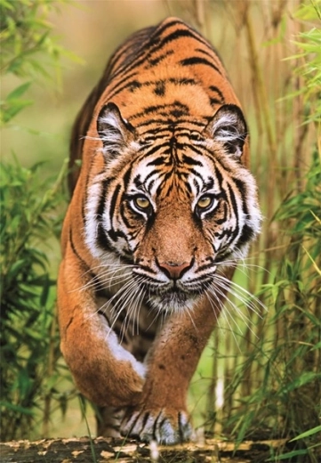 Realistic tiger motif full of detail
