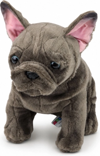 Realistični detalji francuskog buldoga