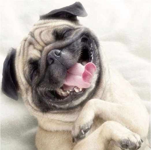 Diamond embroidery (diamond painting) picture pug dog 30 × 30 cm