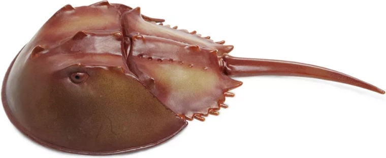 Realistic look of the horseshoe crab