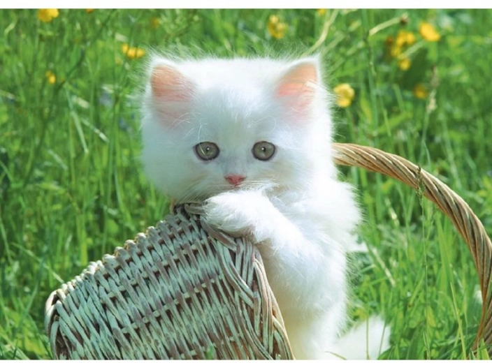 Diamond mosaic (diamond painting) Kitten in a basket 40 × 30 cm - 1 piece